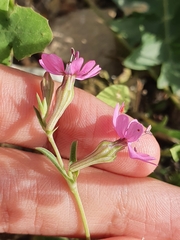 Silene colorata image