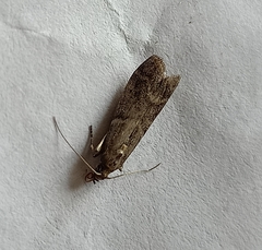 Ephestia elutella