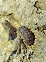 Eluma tuberculata