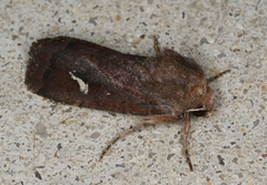 Proteuxoa bistrigula