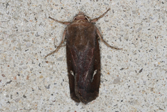 Proteuxoa bistrigula