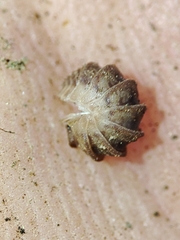 Eluma tuberculata