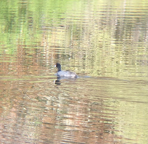 iNaturalist observation photo of American Coot