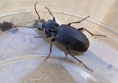 Pterostichus cristatus