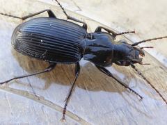 Pterostichus cristatus