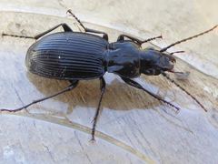 Pterostichus cristatus