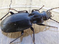 Pterostichus cristatus