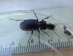 Pterostichus cristatus