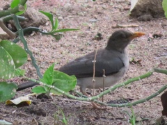 Turdus pelios