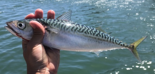 American mackerel (Scomber japonicus) — Scombridae — 2