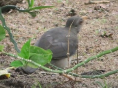 Turdus pelios