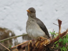 Turdus pelios