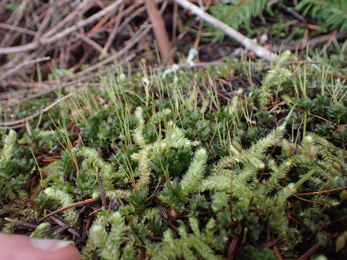 Image of Mnium spinulosum by no rights reserved