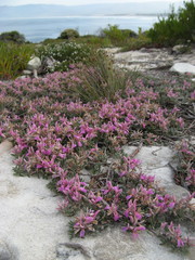 Indigofera hamulosa