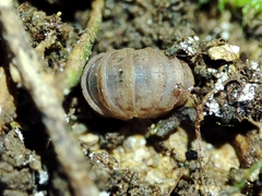 Eluma tuberculata