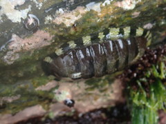 Chiton marmoratus
