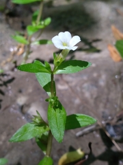Gratiola virginiana