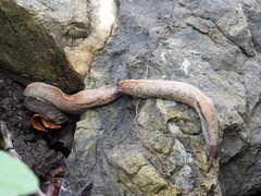 Tandonia rustica