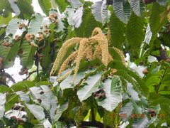 Pometia pinnata