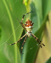 Argiope argentata