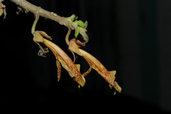 Columnea schiedeana