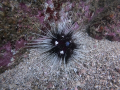 Astropyga pulvinata