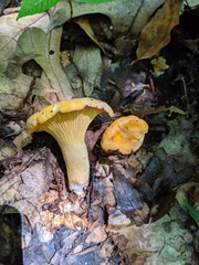 Cantharellus flavus