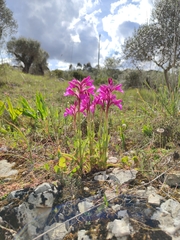 Anacamptis papilionacea grandiflora