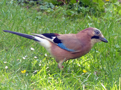Garrulus glandarius
