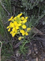 Erysimum asperum