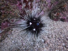 Astropyga pulvinata