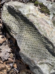 Lepidodendron
