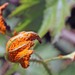 Blackberry Orange Rust - Photo (c) edward_rooks, some rights reserved (CC BY-NC), uploaded by edward_rooks