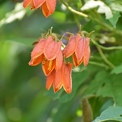 Caiophora canarinoides