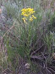Erysimum asperum
