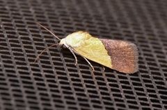 Ponometia semiflava