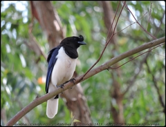 Cyanocorax cristatellus