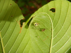 Phylloneta pictipes
