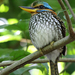 Spotted Kingfisher - Photo (c) tebanwuds, some rights reserved (CC BY-NC), uploaded by tebanwuds
