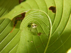 Phylloneta pictipes