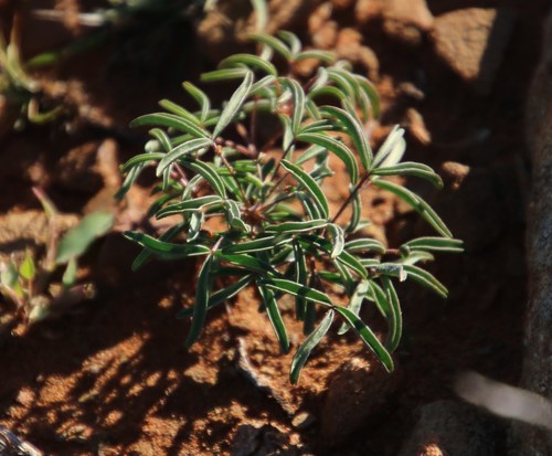Image of Oxalis primuloides by (c) Tony Rebelo, some rights reserved (CC BY-SA)