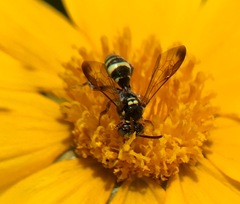 Nomada texana