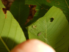 Phylloneta pictipes