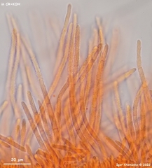 Lachnellula calyciformis