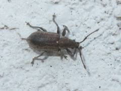 Phyllobius pyri