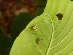Phylloneta pictipes