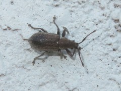 Phyllobius pyri