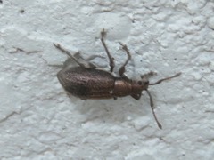 Phyllobius pyri