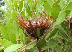 Protea × hybrida