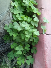 Oxalis